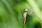 dragonfly in garden or in green nature