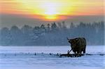 Highland Cattle on a cold morning