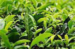 Detail of a japanese green tea plant with fresh leaves