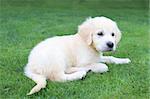 Golden retiever labrador puppy on the green grass