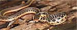 Garter Snake (Thamnophis sirtalis) takes a defensive position.