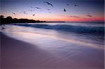 Waves crashing on beach at sunset with birds flying by