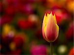 Picture of a beautiful tulip on shallow deep of field