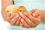 Spring chickens in woman hand - new life concept, closeup