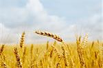 gold barley close up