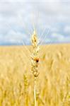 ears of wheat with bug