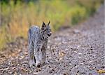 Rocky Mountain Lynx Alberta Canada Close young