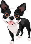Boston Terrier, standing in front of white background