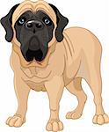 English Mastiff, standing in front of white background