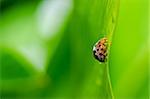 ladybug in the green nature or in the garden
