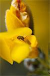 Charançon sur fleur jaune