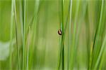 Poplar leaf beetle (Chrysomela populi) crawling on blade of grass