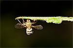 Hoverfly (Diptera syriphidae) killed by parasitic fungus