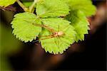 Araignée brune sur la plante