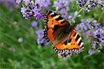 Petit papillon écaille de tortue (Aglais urticae) sur lavande