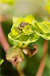 Spider on plant