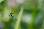 Fly drinking from dew drop on blade of grass