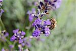 Bee gathering pollen on lavender