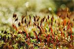 Moss growing, close-up