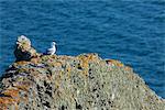 Seagull perching on rock