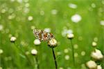 Papillon nacré tacheté (Melitaea didyma)