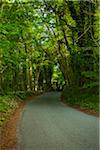 UK, Castle Combe, Bäumen gesäumt Ländliche Straße