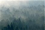 Morning Mist in Forest, Isar Valley, Wolfratshausen, Upper Bavaria, Bavaria, Germany