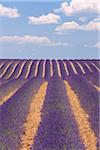 Français champ lavande, Valensole, Plateau de Valensole, Alpes-de-Haute-Provence, Provence-Alpes-Cote d Azur, France