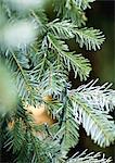 Christmas tree, close-up