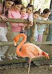 Group of children looking at America Flamingo (Phoenicopterus ruber) in zoo