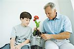 Mature man sitting with grandson, potting gerbera daisies