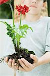 Boy holding gerbera daisies and soil in cupped hands, cropped view