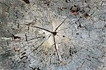 Cracked tree stump, extreme close-up