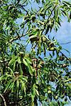 Amandes qui poussent sur les arbres, gros plan