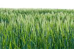 Grass growing in rural field