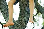 Child sitting in tree, legs dangling, low angle view, cropped