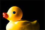 Rubber duck, on black background