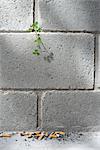 Weed growing out from crack in wall, discarded cigarette butts on ground