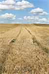 Chemins de roulement dans le champ de blé