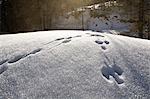 Snowshoe prints in wintry landscape