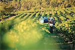 Grape harvest