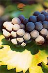 Grenache grapes