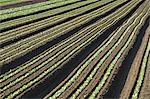 France, Jura, field of lettuce