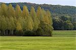 France, Jura, poplars and meadow