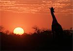 Girafe au coucher du soleil, Kenya, Afrique