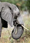 Éléphant de savane d'Afrique (Loxodonta africana) avec tronc dans la bouche, gros plan de la tête, le profil