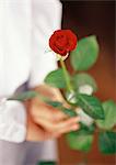 Hands holding rose, close-up, blurred