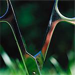 Scissors sticking in grass, close-up