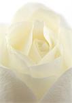 White rose, close-up