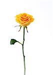 Yellow rose